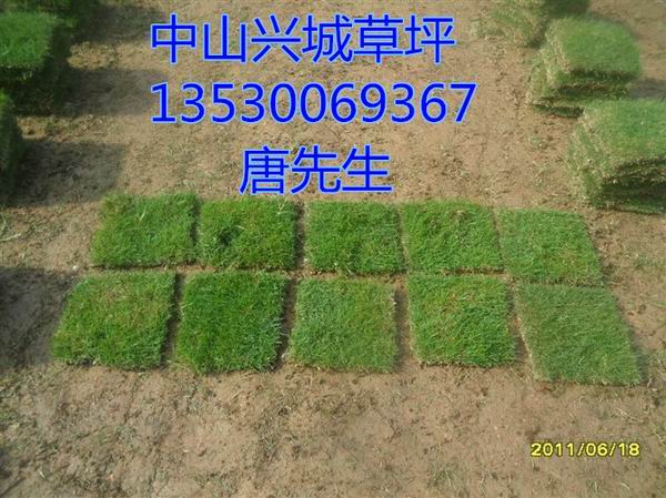 中山草皮砖%中山草皮护坡%中山绿化基地
