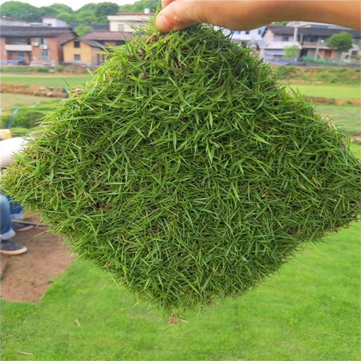 珠海草皮L珠海草皮基地