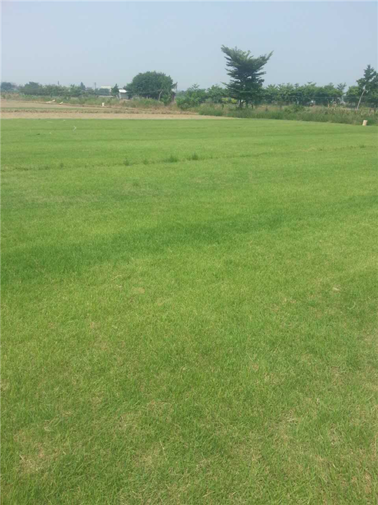 中山草坪基地|中山草皮价格|中山草皮4