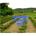 中山马尼拉草皮&中山马尼拉草皮