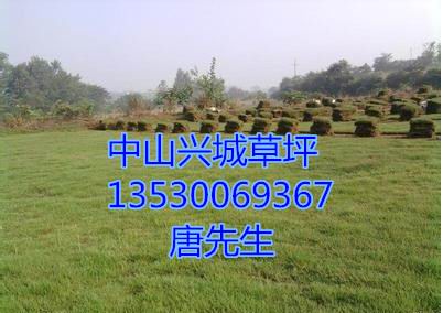 中山草坪#中山草坪基地