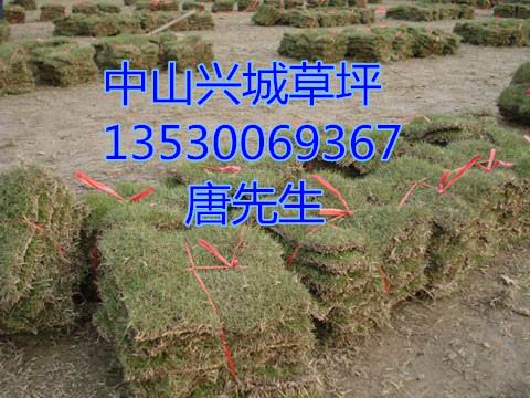 中山**马尼拉草%中山马尼拉草