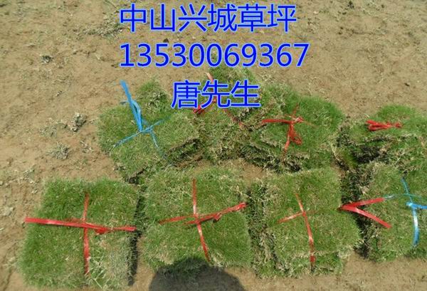 中山草皮%中山草皮种植基地