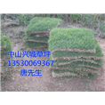 马尼拉草坪%中山马尼拉草坪