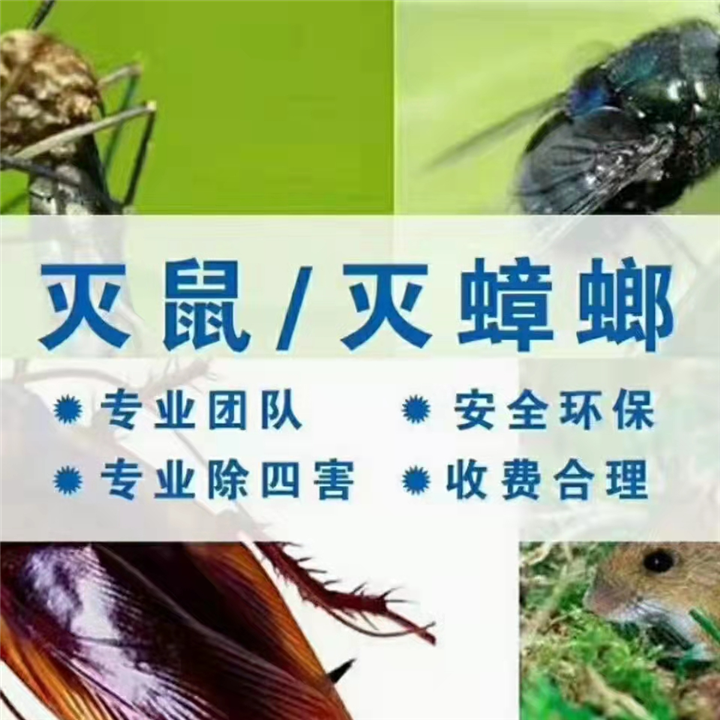 自贡灭鼠公司