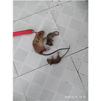 自贡杀虫公司