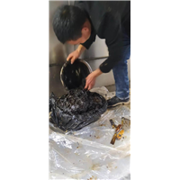 自贡灭蚊子