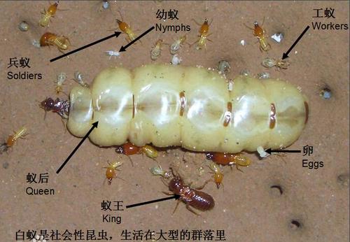 南宁灭白蚁公司如何选择对的单位 