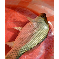重庆黄金鲫