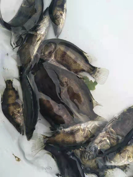 湖南鲫鱼苗厂家
