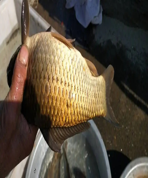 重庆黄金鲫批发