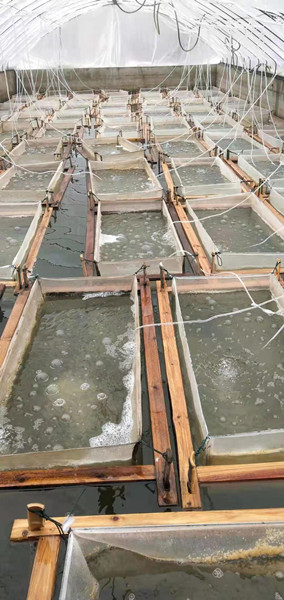 湖南鲫鱼苗养殖基地