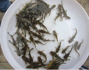 黄颡鱼鱼苗批发 