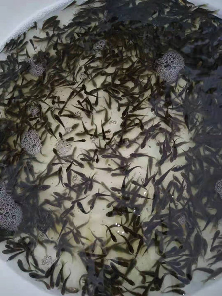 湖南鲫鱼苗