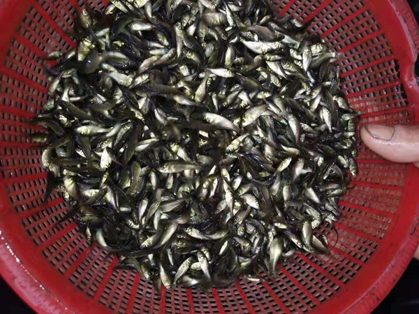湖南鲫鱼苗批发