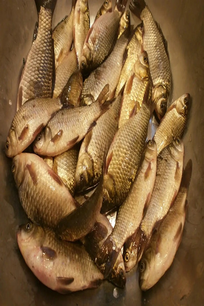 四川黄金鲫