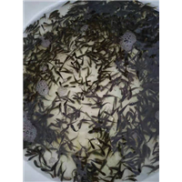 湖南鲫鱼苗