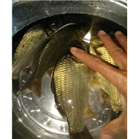 江苏黄金鲫癖食性