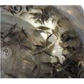 桂花鱼苗批发-湖南桂花鱼苗 