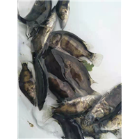 湖南鲫鱼苗厂家