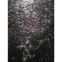 湖南黄金鲫鱼苗