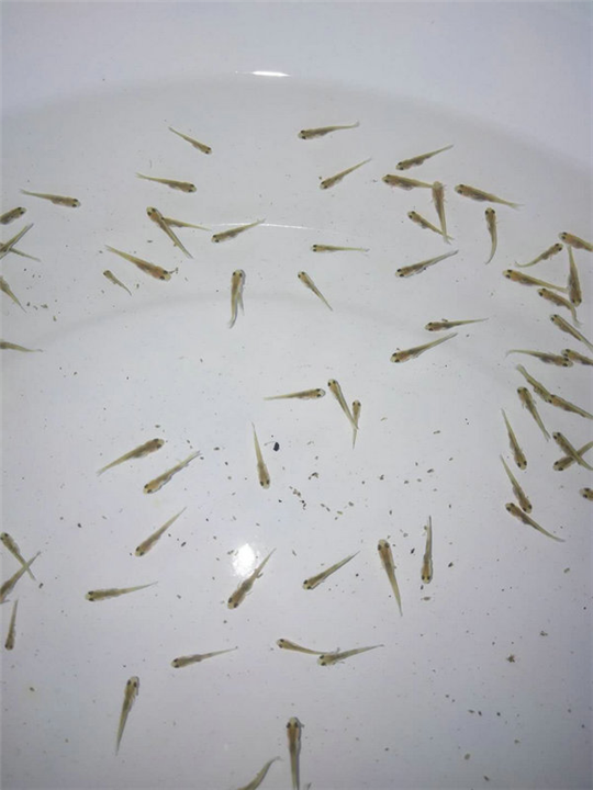 水花鱼苗批发|湖南水花鱼苗价格 