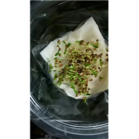 广西桑树种子|广西桑葚