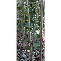 山东杨树小苗山东杨树苗