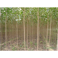 107速生杨种植基地 