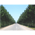 道路旁整齐的山东杨树图﹡山东杨树小苗 