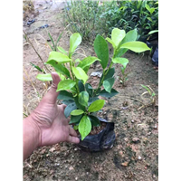 漳州苗木供应|漳州苗木批发 