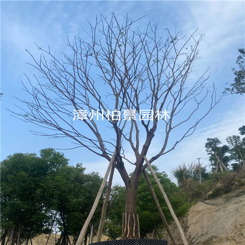 漳州绿化树苗批发 