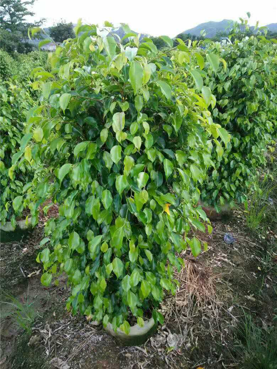 漳州柏景园林18850288245阿勇 
