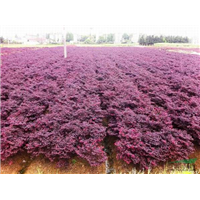 漳浦花卉苗木%漳浦苗木基地 