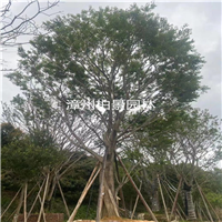 漳州柏景绿化苗木批发 