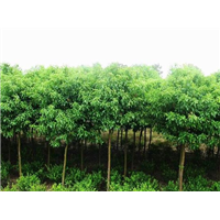 漳州红叶石楠＿福建香樟树苗 