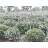 漳州苗木供应|漳州盆栽批发 