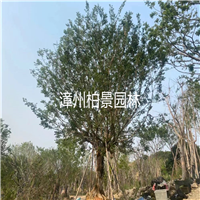 漳州绿化苗木 