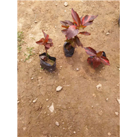 漳州苗木_漳州绿化苗木_漳州花卉 