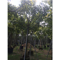 漳州黄金榕苗木批发 
