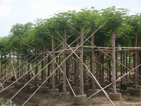 漳州苗木基地哪家好 