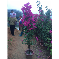 漳州苗木批发☆福建茶苗木 