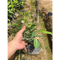 福建苗木批发|福建地被苗 