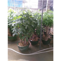 福建哪有卖地被苗木 