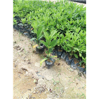 漳州绿化苗木（地被苗）供应 