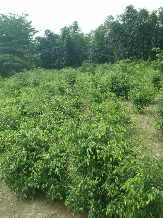 漳州绿化苗木【漳州柏景园林】 