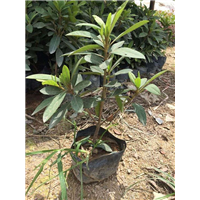 漳州苗木网-福建绿化苗木网 