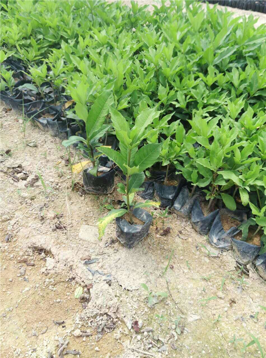 漳州绿化苗木（地被苗）供应 