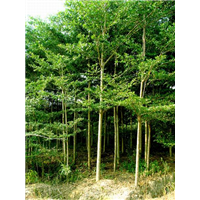 福建香樟树苗＿漳州园林绿化＿漳州小叶榄仁 