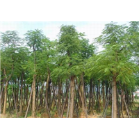 漳州柏景园林-漳州绿化苗木 